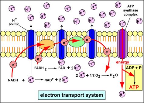 Electron Transport System & Chemiosmosis .